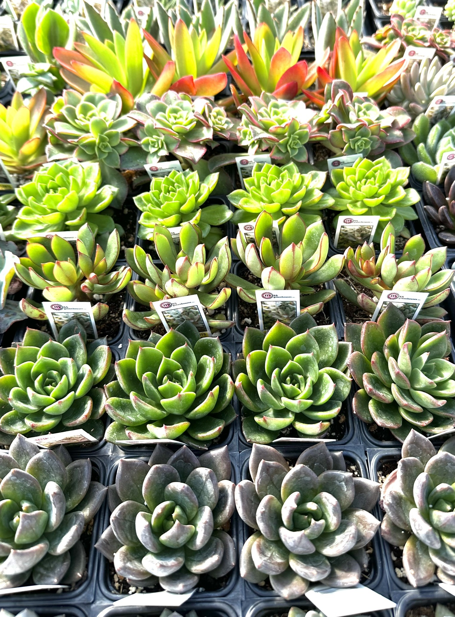 Succulent Collections